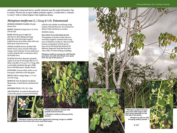 Trees, Shrubs, and Vines of Southwest Florida by Robert A. Hattaway