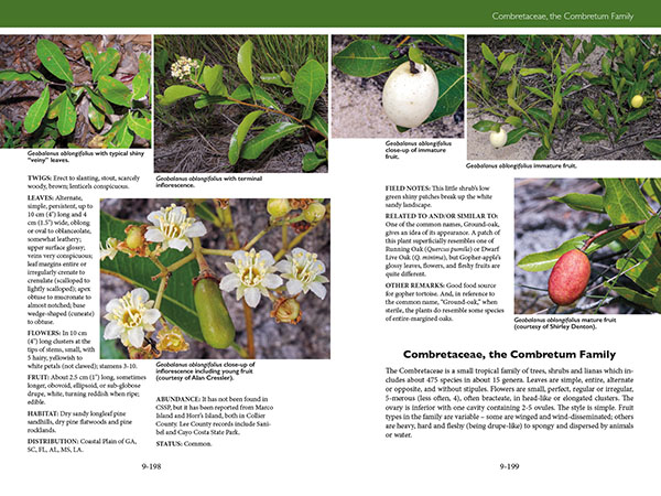 Trees, Shrubs, and Vines of Southwest Florida by Robert A. Hattaway
