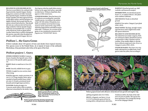 Trees, Shrubs, and Vines of Southwest Florida by Robert A. Hattaway