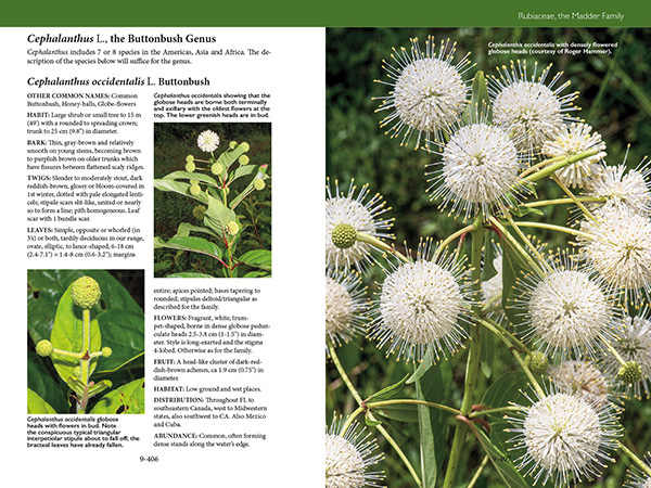 Trees, Shrubs, and Vines of Southwest Florida by Robert A. Hattaway