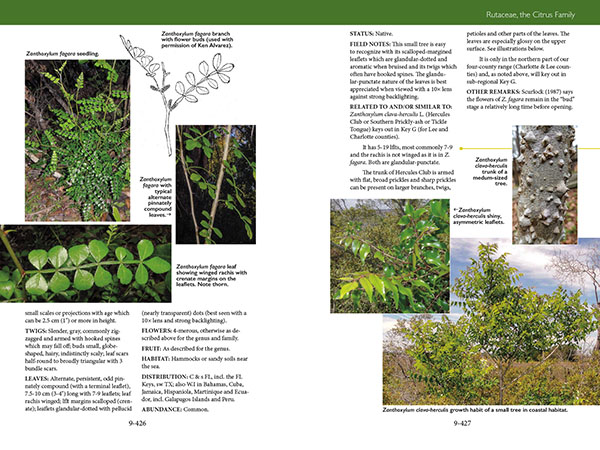 Trees, Shrubs, and Vines of Southwest Florida by Robert A. Hattaway