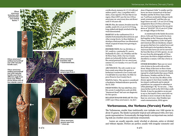 Trees, Shrubs, and Vines of Southwest Florida by Robert A. Hattaway