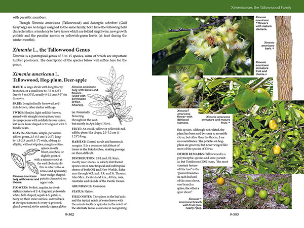 page from Trees, Shrubs, and Vines of Southwest Florida by Robert A. Hattaway