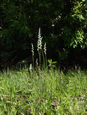 giant ladies-tresses (Spiranthes praecox)