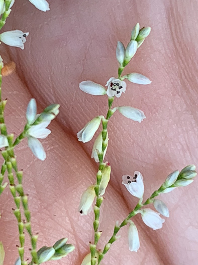 image of Polygonella gracilis, Wireweed, Tall Jointweed