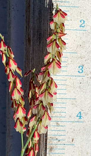 image of Polygonella gracilis, Wireweed, Tall Jointweed