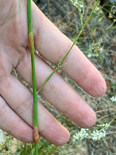 image of Polygonella gracilis, Wireweed, Tall Jointweed