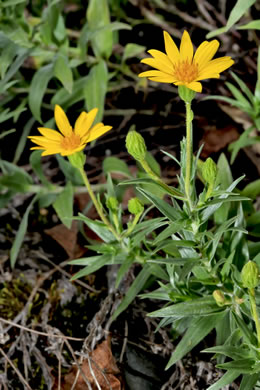 image of Pityopsis ruthii, Ruth's Goldenaster