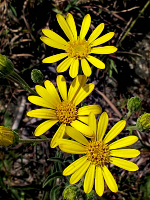 image of Pityopsis nervosa, Common Silkgrass, Grassleaf Goldenaster