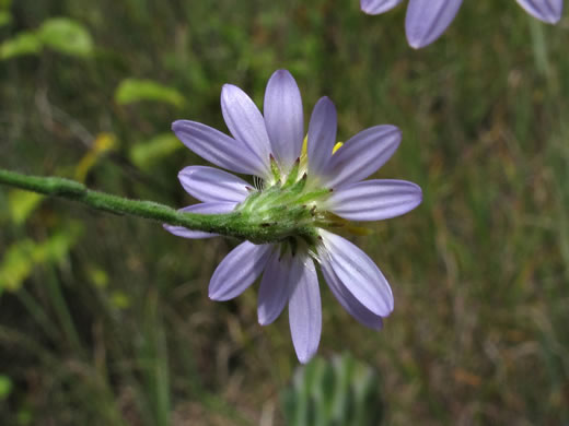 Symphyotrichum rhiannon, Buck Creek Aster, Rhiannon's Aster