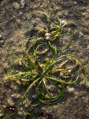 image of Isoetes piedmontana, Piedmont Quillwort