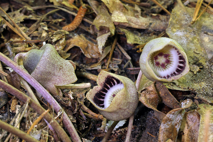 image of Hexastylis finzelii, Finzel's Heartleaf, Finzel’s Wild Ginger