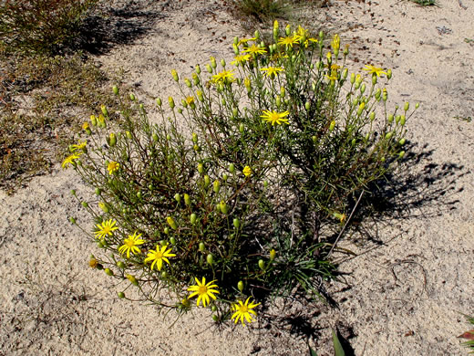 image of Pityopsis pinifolia, Sandhill Goldenaster, Taylor County Goldenaster, Taylor County Silkgrass