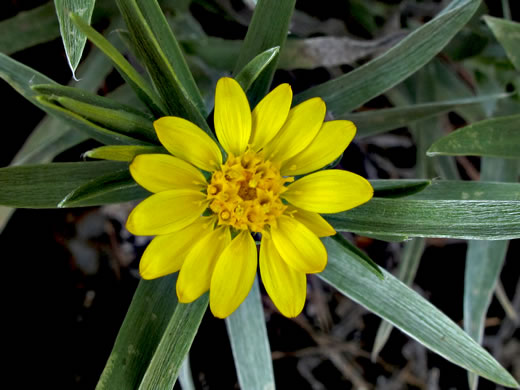 Pityopsis ruthii, Ruth's Goldenaster