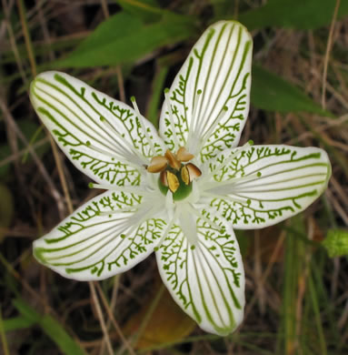 Bigleaf Grass-of-Parnassus