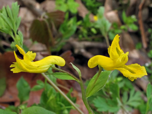 image of Corydalis flavula, Yellow Fumitory, Yellow Harlequin, Short-spurred Corydalis, Yellow Fumewort