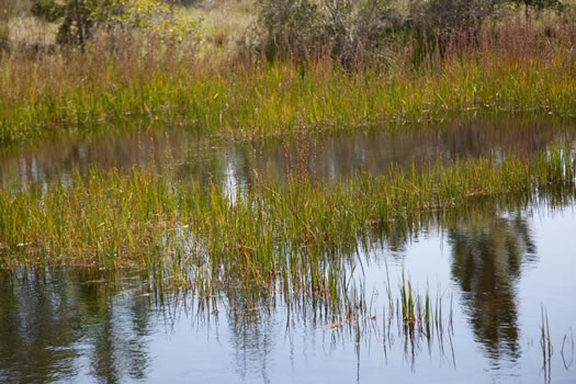 image of Philydrum lanuginosum, Woolly Frogsmouth, Frogmouth, Woolly Waterlily