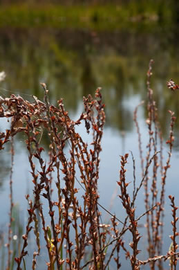 image of Philydrum lanuginosum, Woolly Frogsmouth, Frogmouth, Woolly Waterlily