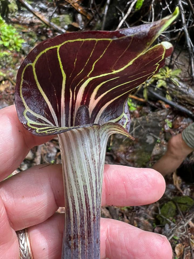 image of Arisaema triphyllum, Common Jack-in-the-Pulpit, Indian Turnip