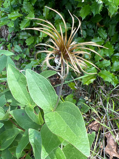 image of Clematis ochroleuca, Curlyheads