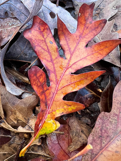 image of Quercus alba, White Oak