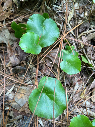 image of Galax urceolata, Galax, Beetleweed