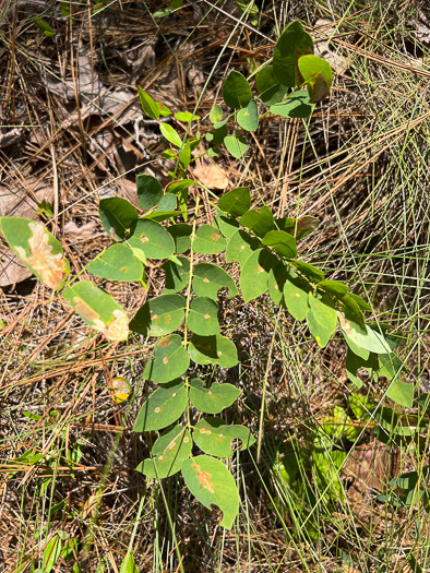 Dwarf Bristly Locust