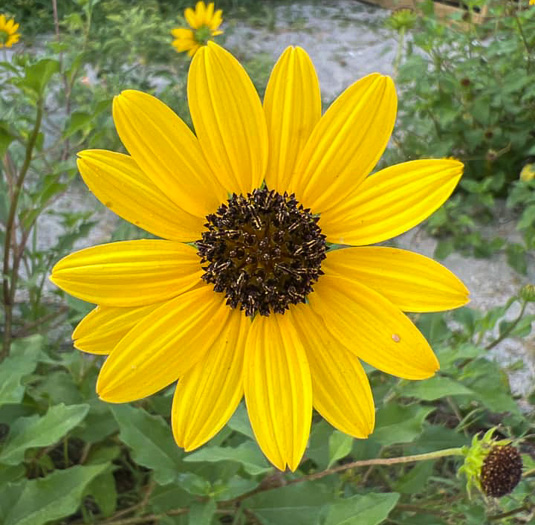 image of Helianthus debilis ssp. debilis, East Florida Beach Sunflower