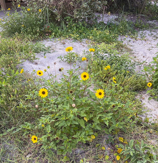 image of Helianthus debilis ssp. debilis, East Florida Beach Sunflower