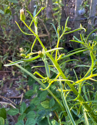 image of Erigeron pusillus, Southern Horseweed