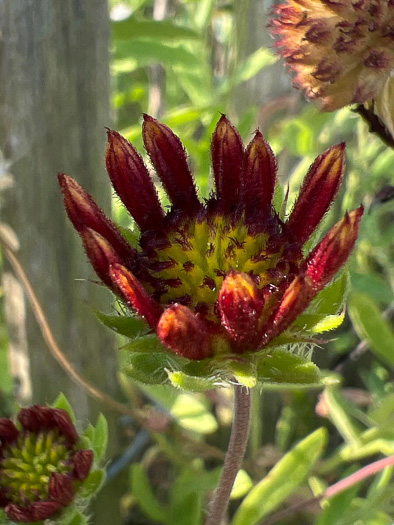 image of Gaillardia pulchella var. drummondii, Beach Blanket-flower, Gaillardia, Firewheel, Indian Blanket Flower