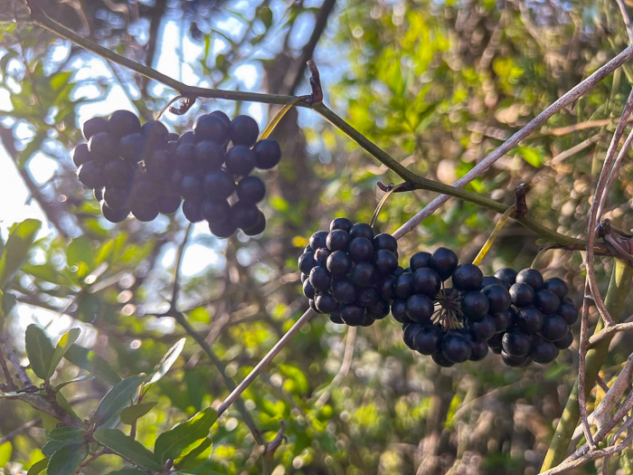 image of Smilax bona-nox var. littoralis, Maritime Catbrier, Maritime Saw Greenbrier