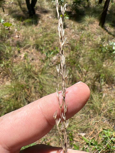 image of Tridens carolinianus, Carolina Triodia, Carolina Fluffgrass