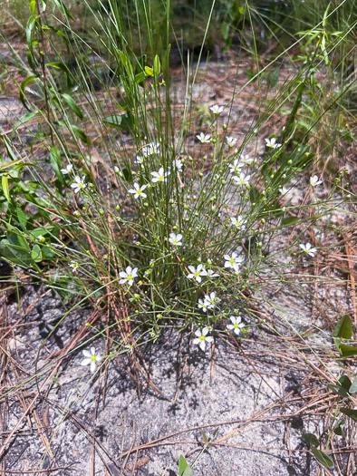 image of Geocarpon carolinianum, Carolina Sandwort, Longroot, Pine-barren Sandwort