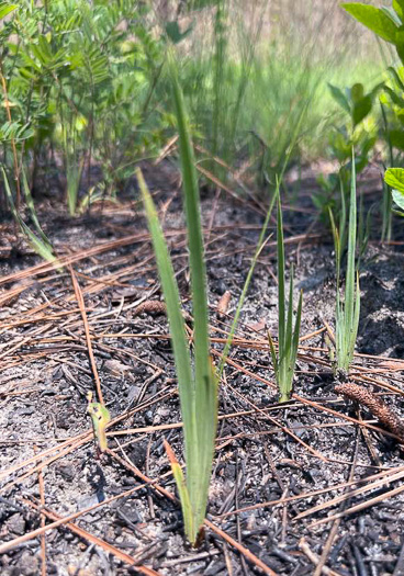 image of Iris verna var. verna, Coastal Plain Dwarf Iris, Sandhill Iris, Coastal Plain Violet Iris