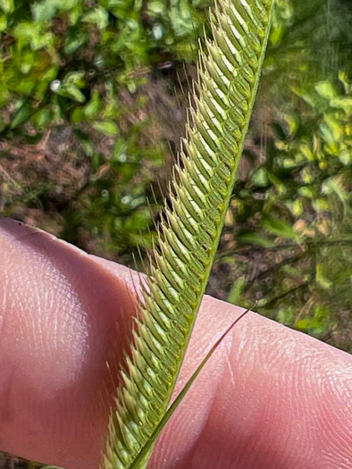 image of Ctenium aromaticum, Toothache Grass, Orangegrass, Wild Ginger