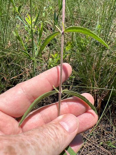 image of Eupatorium recurvans, Recurved Thoroughwort, Recurved Eupatorium