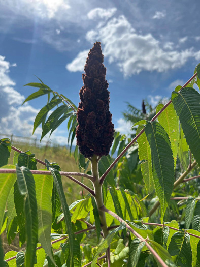 image of Rhus typhina, Staghorn Sumac