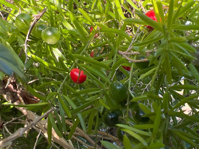 image of Asparagus aethiopicus, Sprenger’s Asparagus-fern, Emerald-fern