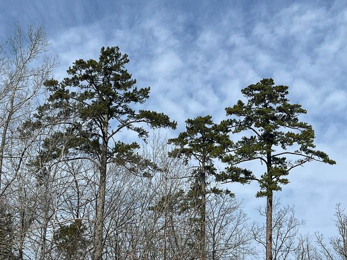 image of Pinus echinata, Shortleaf Pine, Yellow Pine, Rosemary Pine