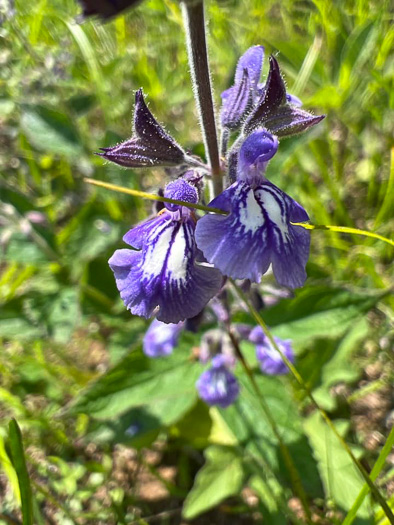 image of Salvia urticifolia, Nettleleaf Sage