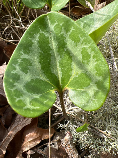 image of Hexastylis lewisii, Lewis's Heartleaf