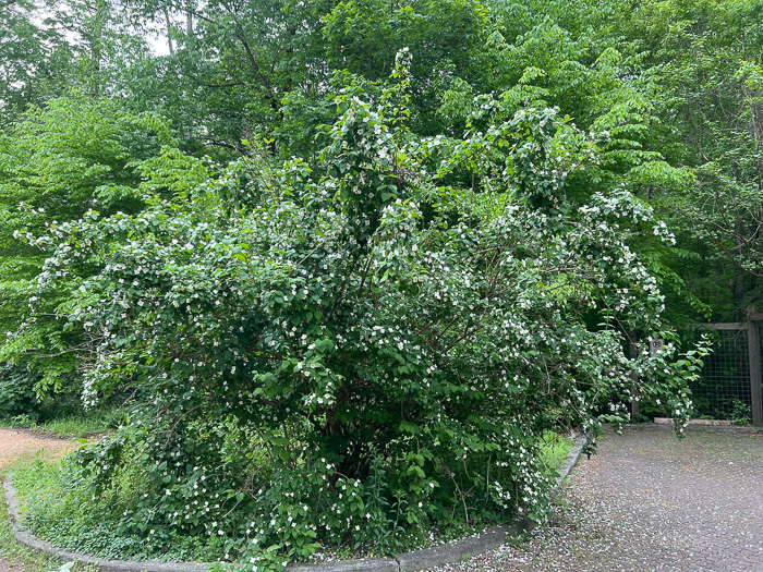 image of Philadelphus inodorus, Appalachian Mock-orange, Scentless Mock-orange