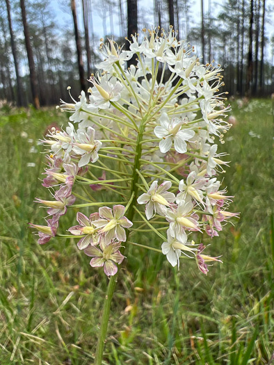 image of Stenanthium densum, Crow-poison, Savanna Camass, Osceola-plume