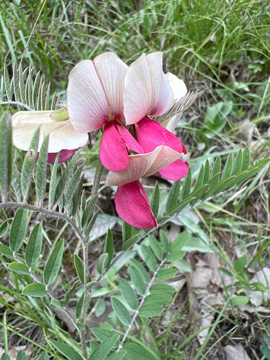 image of Tephrosia virginiana, Virginia Goat's Rue, Devil's Shoestrings