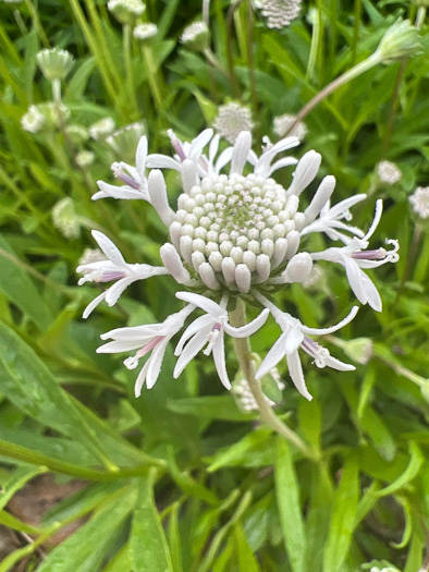 image of Marshallia obovata var. obovata, Piedmont Barbara's-buttons, Spoon-leaved Barbara's-buttons, Spoon-shaped Barbara's-buttons