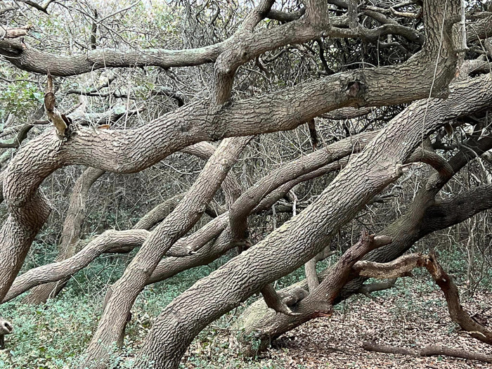 image of Quercus virginiana, Live Oak, Southern Live Oak