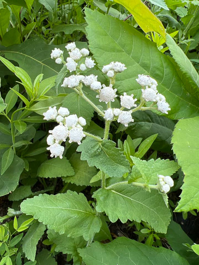 image of Parthenium auriculatum, Glade Wild Quinine