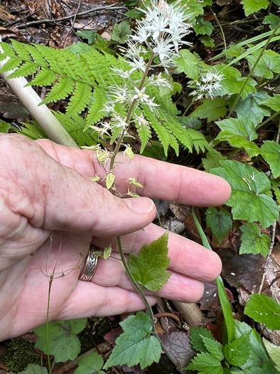 image of Tiarella austrina, Escarpment Foamflower, Southern Foamflower