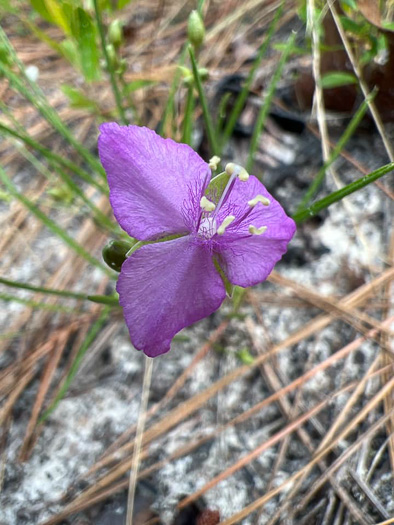 image of Cuthbertia graminea, Grassleaf Roseling, Pink Spiderwort, Slender Roseling